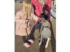 MILLIE Labrador Retriever Young Female