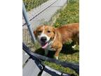 Eden Australian Cattle Dog Young Female