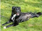 Janie Retriever (Unknown Type) Young Female