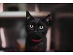72602a Lava Lamp-Pounce Cat Cafe Domestic Shorthair Adult Female