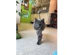 Lioness Domestic Longhair Adult Female