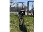 Maddie Coonhound Adult Female