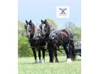 Percheron Draft Cross Team for Sale