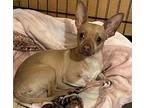 Joey Chihuahua Adult Male