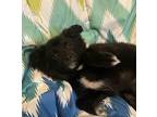 Blossom Chihuahua Puppy Female