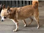 Paula Chihuahua Adult Female
