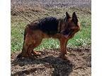 Lena German Shepherd Dog Adult Female