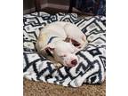 Peter Pan Boxer Puppy Male