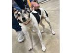 Jimmy Jack Russell Terrier Senior Male