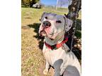 Casper American Bulldog Adult Male