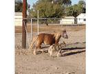 AMHR miniature mare