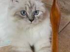 Persian Ragdolls Charlotte And Sebastian