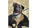 Adopt Bruno~s21/22-0225 a Brindle Terrier (Unknown Type, Medium) / Mixed Breed
