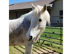 Draft-Arabian Cross Mare for sale