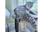 Adopt Half Pint a Tabby