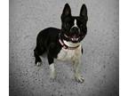 Adopt Sassy a Boston Terrier