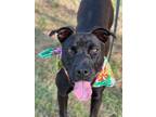 Adopt Zora a Labrador Retriever, American Staffordshire Terrier