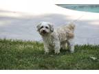 Adopt Polly a Havanese