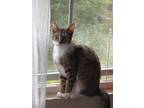 Adopt Chamomile a Domestic Short Hair