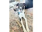 Adopt Ruth a Great Pyrenees, Australian Shepherd