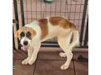 Adopt Zarah a Anatolian Shepherd, Great Pyrenees