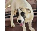 Adopt Zelda a Anatolian Shepherd, Great Pyrenees