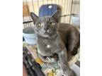 Adopt Naomi a Domestic Short Hair