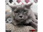 Adopt Susie a Domestic Medium Hair