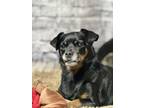 Adopt Clementine a Mixed Breed