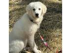 Adopt Faith a Great Pyrenees