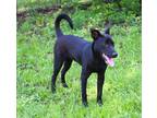 Adopt Joseph a Labrador Retriever, Pit Bull Terrier