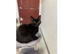 Adopt Knox a Domestic Short Hair
