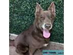 Adopt Metric a Chow Chow, Shepherd