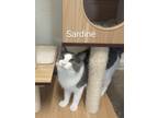 Adopt Sardine a Domestic Medium Hair