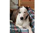 Adopt Junior a Saint Bernard