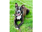 Adopt Harvey a Pit Bull Terrier, Husky