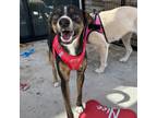 Adopt Kareem a Miniature Pinscher