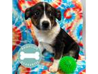 Valiente Mixed Breed (Medium) Puppy Male