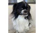 Domino Shih Tzu Adult Male
