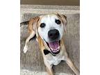 Draco 15260 Labrador Retriever Senior Male