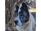 Freddie Akita Senior Male