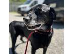Bugsy Labrador Retriever Senior Male