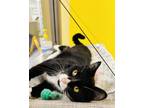 Gorgonzola Domestic Shorthair Young Female