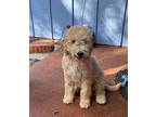 Milo Goldendoodle Puppy Male