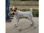 Logan Parson Russell Terrier Male