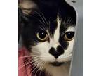 Cupid Domestic Shorthair Kitten Male