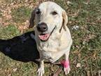Precious Labrador Retriever Adult Female