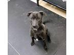 Tux 36356 Labrador Retriever Adult Male