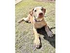 SAM Labrador Retriever Young Male
