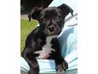 Bobbie 39478 Terrier (Unknown Type, Medium) Puppy Male